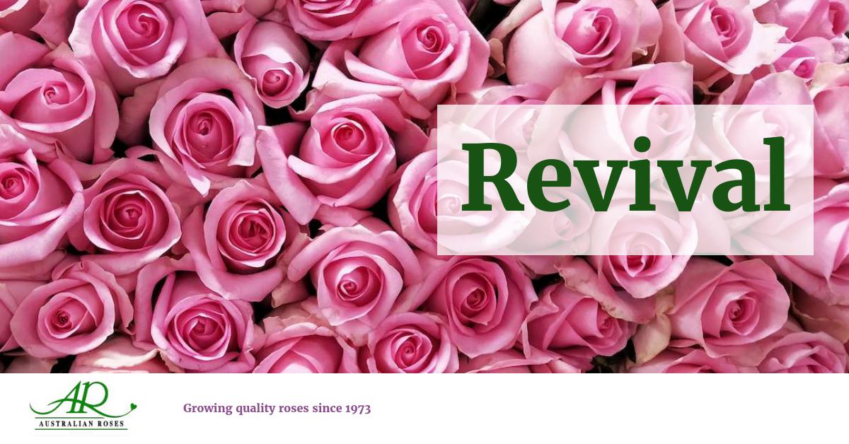 Australian Roses Pink Revival
