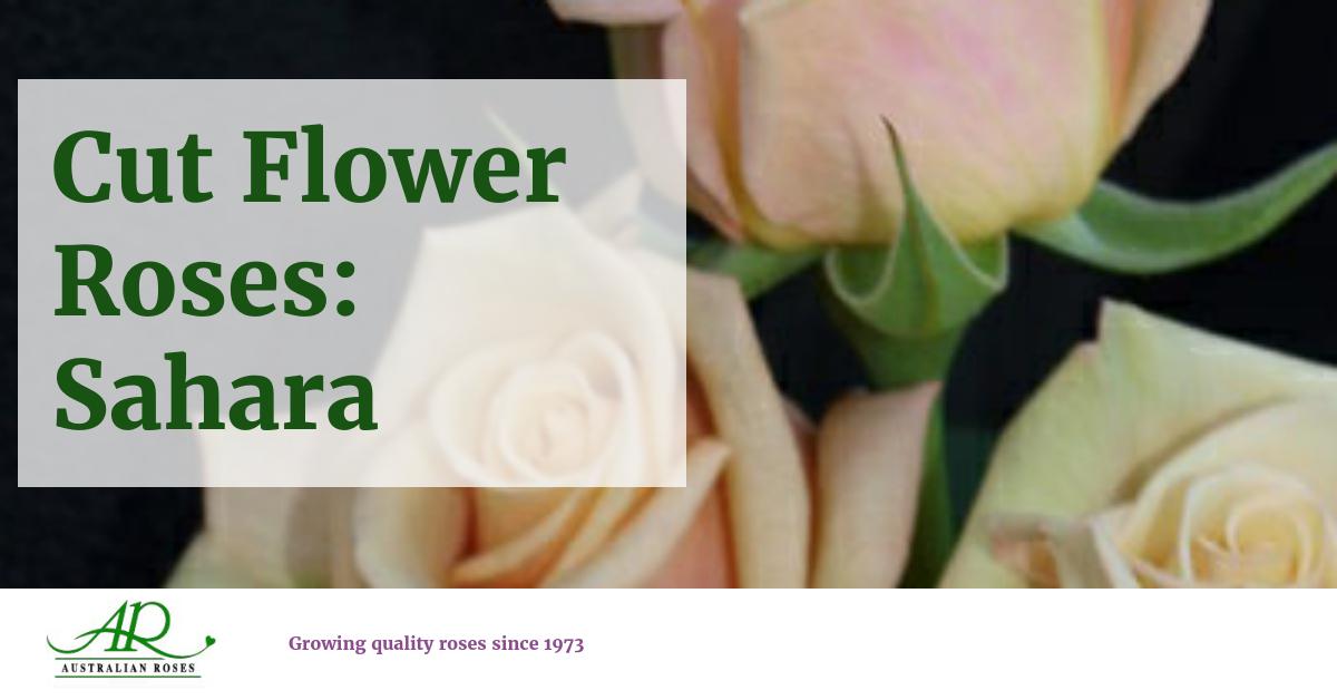 Australian Roses Meilland Cut Flower Roses Sahara