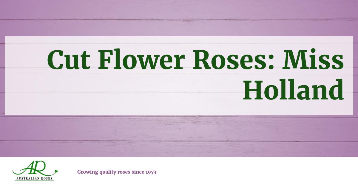 Schreurs Cut Flower Roses Miss Holland
