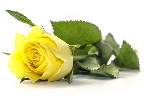 Image of cut rose