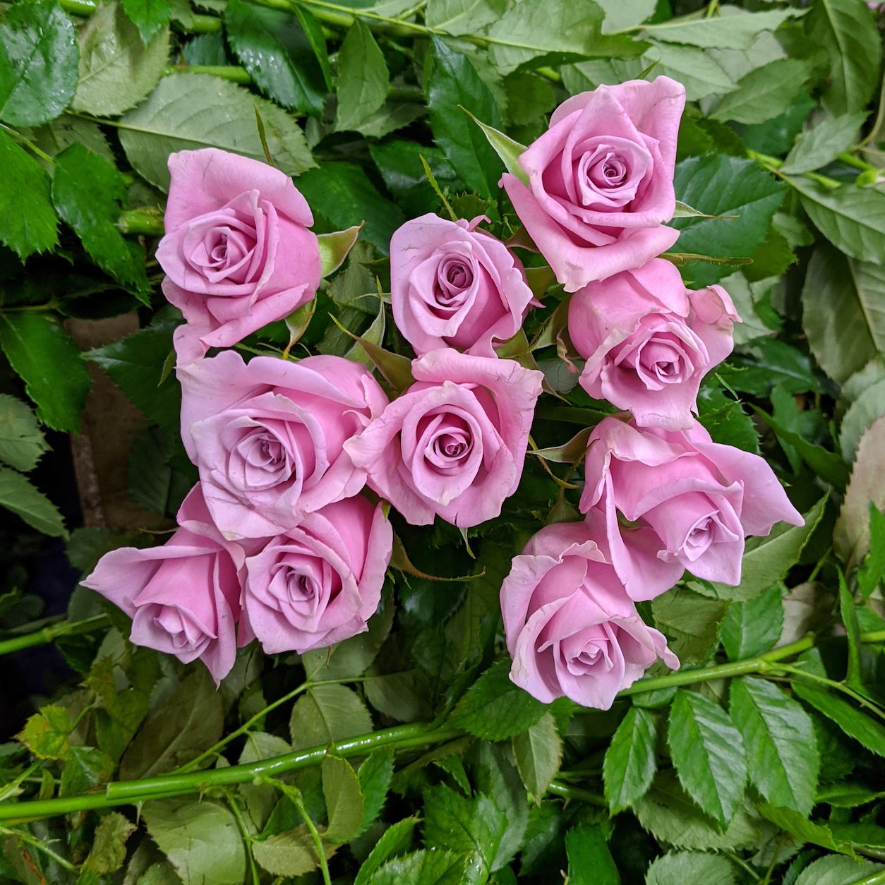 Australian Roses: Pink: Nautica