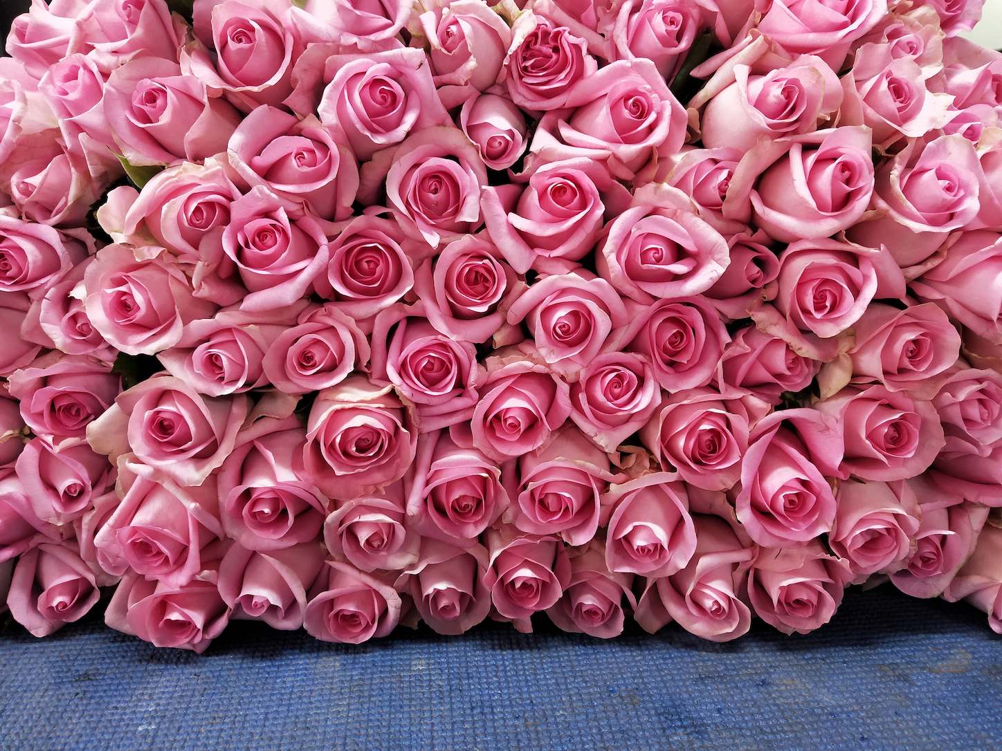 Australian Roses Pink Revival