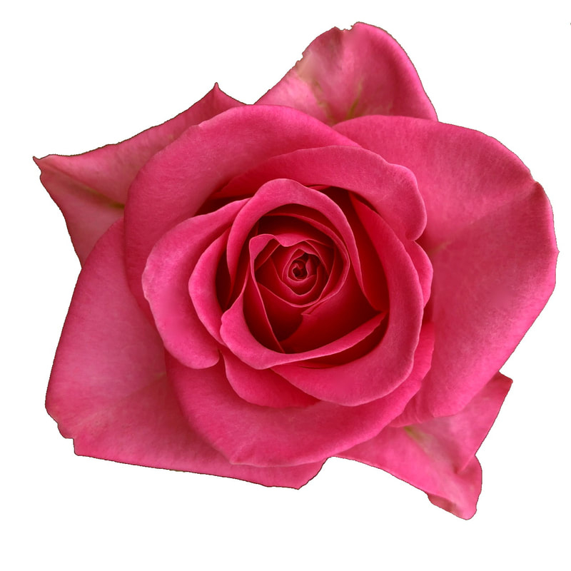 Meilland Cut Flower Roses Lovely Pink
