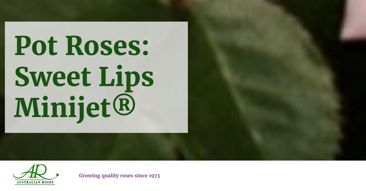 Meilland Minijet Pot Series: Pot Roses: Sweet Lips Minijet®